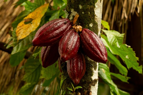 Cocoa