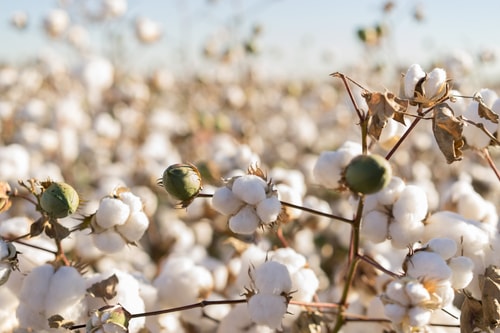 Morning Cotton Comment 9-23-2024