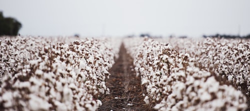 Cotton