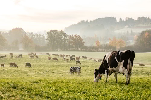 New Zealand Milk Price Report 2025-02-05