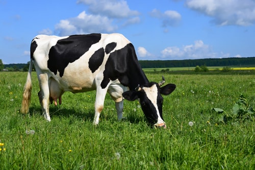 Dairy