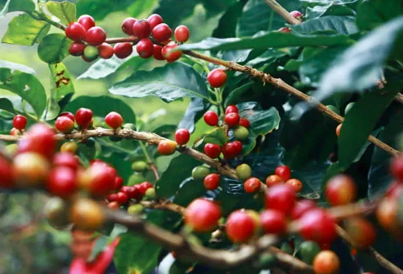 StoneX_Specialty_Coffee-2