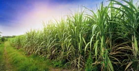 Commodities-Sugar