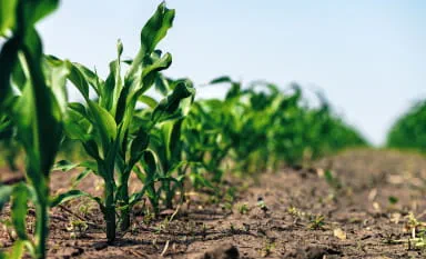 GrainOilSeeds