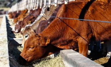 MeatLivestock