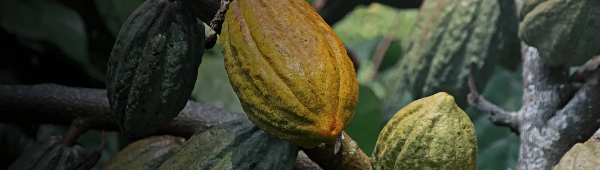 Cocoa - MI